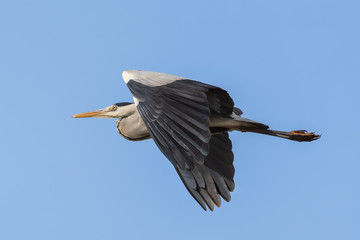 Grey heron in the sky flying.