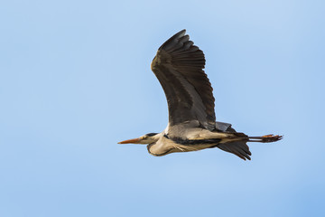 Grey heron in the sky flying.