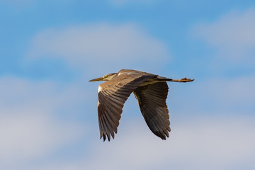 Grey heron in the sky flying.