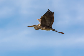 Grey heron in the sky flying.