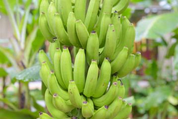 green bananas on a branch in the forest