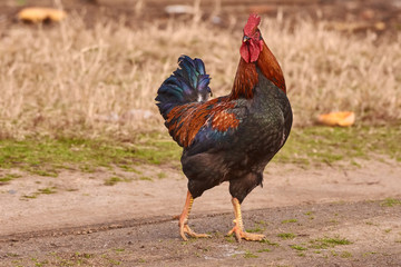 Rooster  free range. Cock walking in a farm.