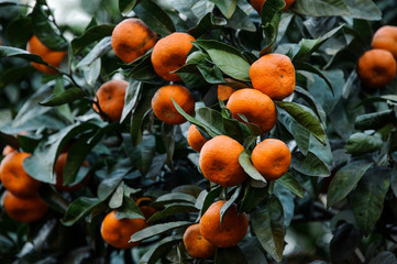 Background of the tangerine fruits on the succulent green leaves tree