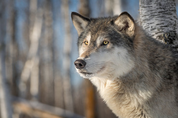 Grey Wolf (Canis lupus) Looks Out Side Eye Winter © geoffkuchera