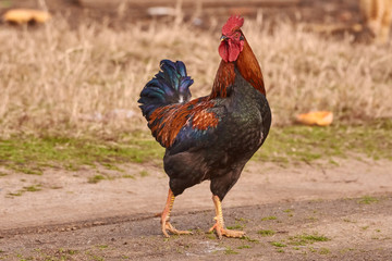 Rooster  free range. Cock walking in a farm.