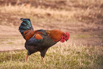 Rooster  free range. Cock walking in a farm.