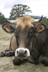 Cow in field of Madrid. Spain