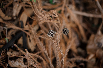 Blurred textured background of the dried fir tree branch with a cones