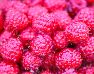 Fresh ripe sweet summer raspberries.
