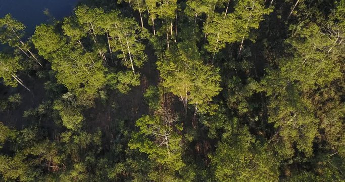 green pine forest in tuyen lam lake