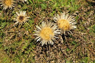 silver thistle in the grass