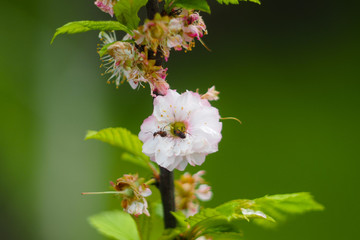 flowers on a black background