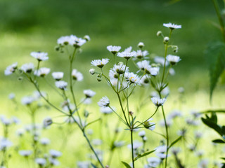 wild flowers on green background