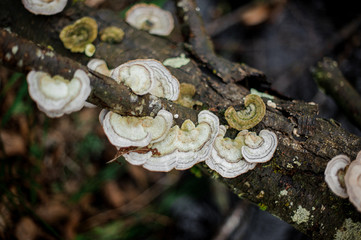 View from above on the wild mushrooms growing on the log with a moss on the blurred background