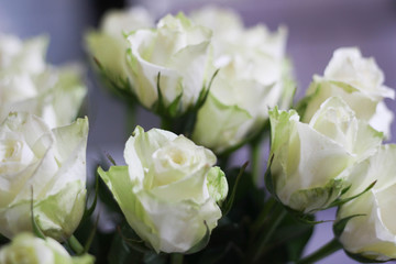 Obraz na płótnie Canvas White roses as a background. White roses. Blossom