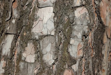Raue Baum Rinde als Hintergrund.