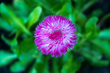 purple thistle flower