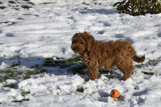 cockapoo playing in snow