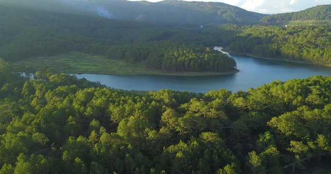 green pine forest in tuyen lam lake