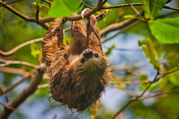 Slow Sloth chilling on the tree in Costarica © LindaPhotography