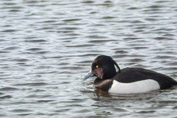 Fototapeta premium Tufted duck swimming