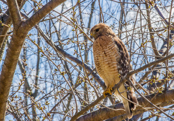 Broad-Winged Hawk 3