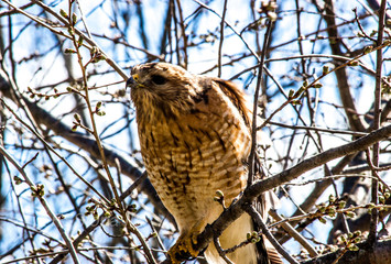 Broad-Winged Hawk 1