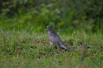 Common Cuckoo Birds