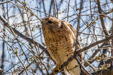 Broad-Winged Hawk 5