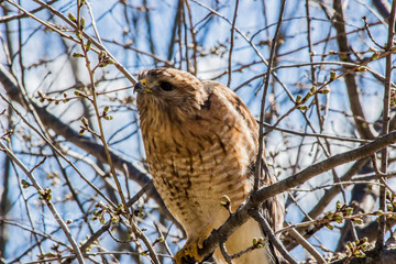 Broad-Winged Hawk 4