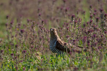 Common Cuckoo Birds