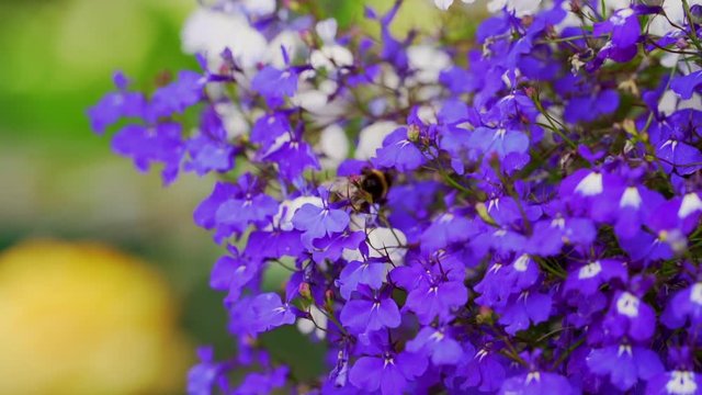 Bumble bee collecting pollen from beautiful flower education