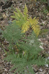 Burgos. Nature in forest with pines. Spain