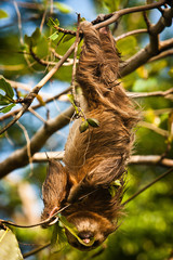 Obraz premium Cute Sloth lazy licking leaves on the tree in Costarica