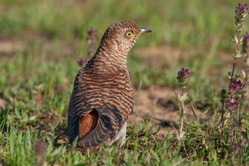 Common Cuckoo Birds