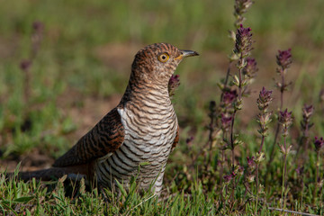 Common Cuckoo Birds