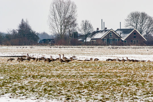 Group of greylag geese grazing on snowy winter farmland