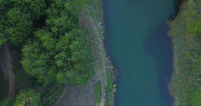 green pine forest in tuyen lam lake
