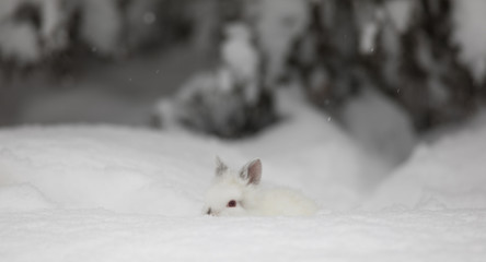 white hare in winter in the forest