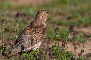 Common Cuckoo Birds