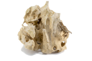 Close up tree lizard or garden lizard climbed up to stand on the rock. Isolated on white background.