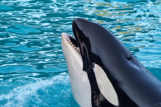 Killer Whale Teeth