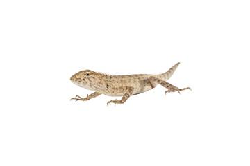 Close up tree lizard or garden lizard isolated on white background.