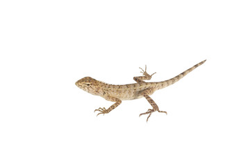 Close up tree lizard or garden lizard isolated on white background.