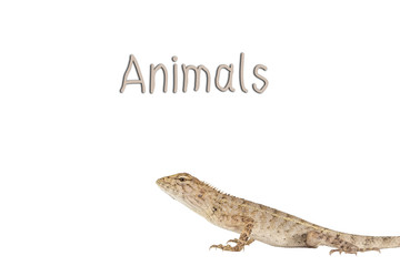Close up tree lizard or garden lizard isolated on white background.