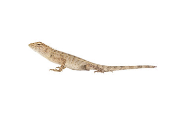 Naklejka premium Close up tree lizard or garden lizard isolated on white background.