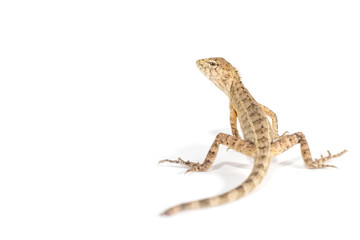 Close up tree lizard or garden lizard is turn back looking isolated on white background.