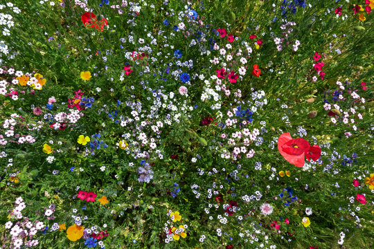 Blumenbeet im Sommer mit vielen bunten Blumen schr&auml;g von oben