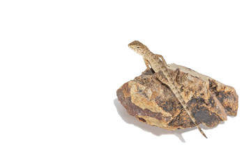 Close up tree lizard or garden lizard climbed up to stand on the rock. Isolated on white background.