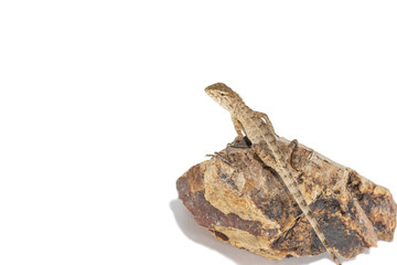 Close up tree lizard or garden lizard climbed up to stand on the rock. Isolated on white background.